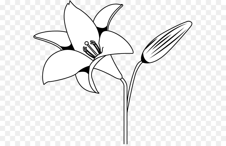 Gambar Bunga Lili Hitam Putih  Gambar Ngetrend dan VIRAL