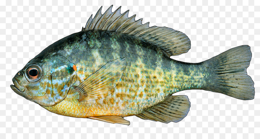 Gambar Ikan Nila Png Gambar Ikan Hd