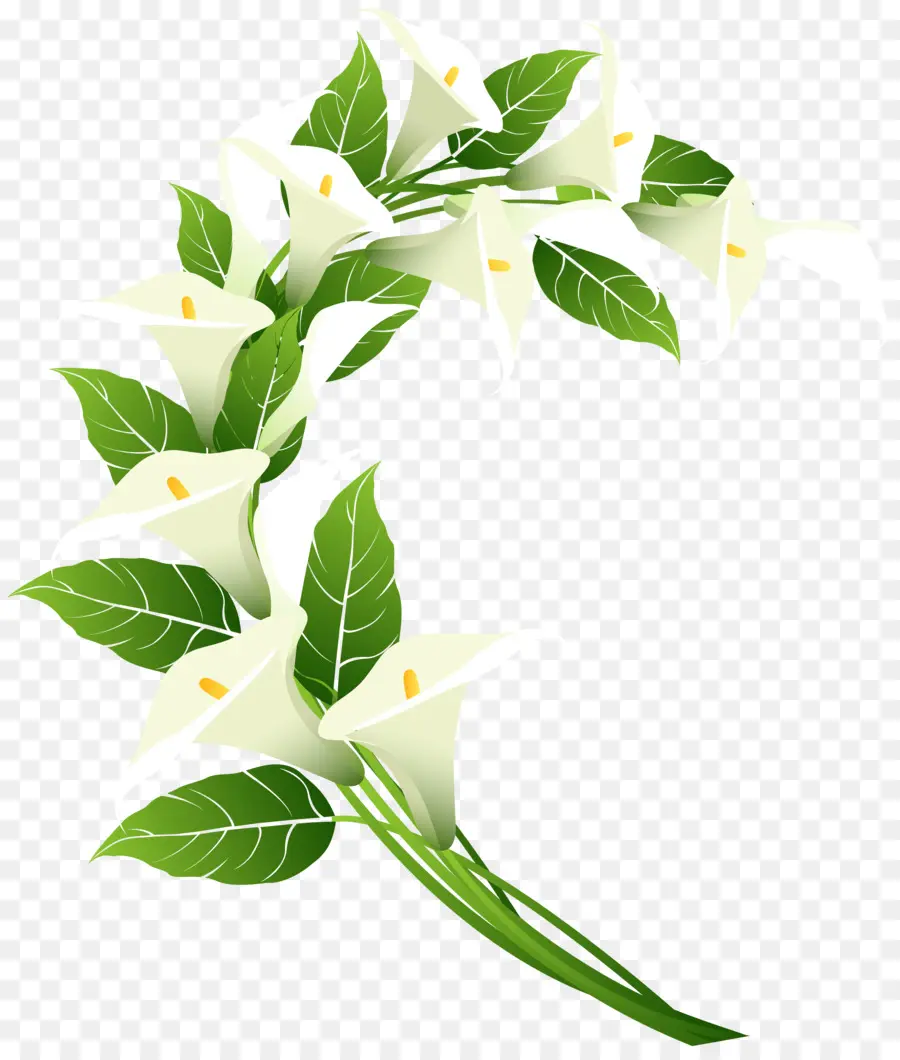 Bunga Putih，Calla Lily PNG