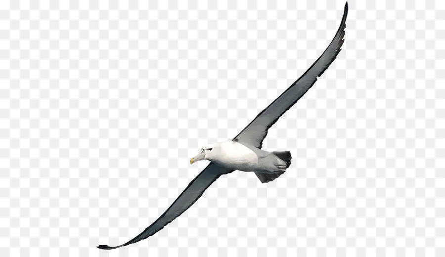 Albatros，Burung PNG