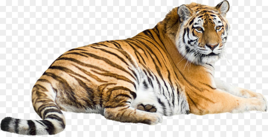 Harimau Siberia Fotografi Saham Harimau Benggala Gambar Png