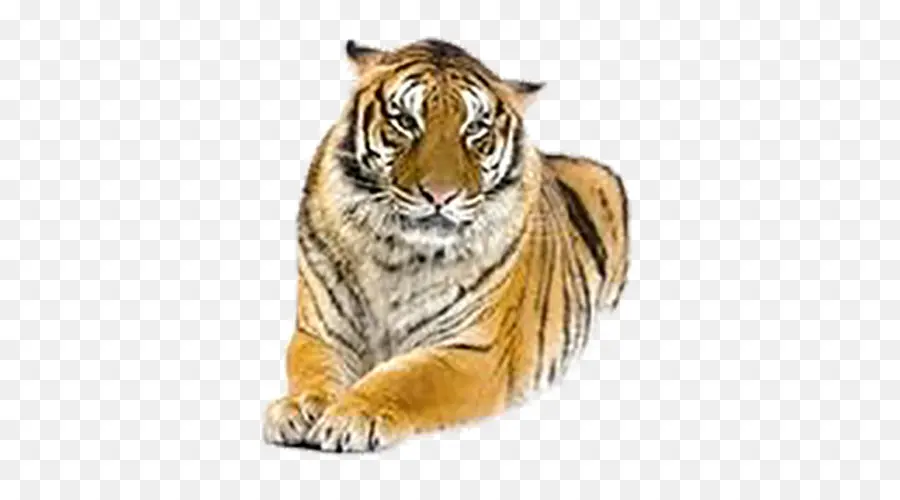 Harimau，Singa PNG