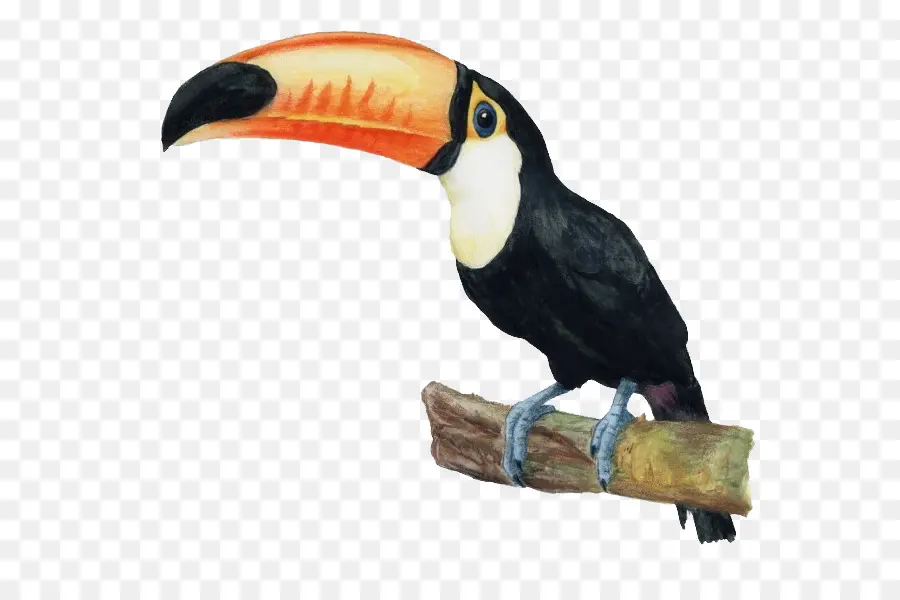 Burung Toucan，Tropis PNG