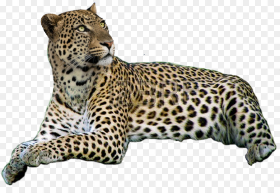 Cheetah，Bintik Bintik PNG