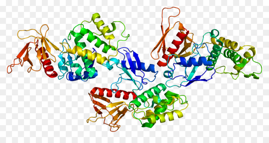 Struktur Protein，Molekul PNG