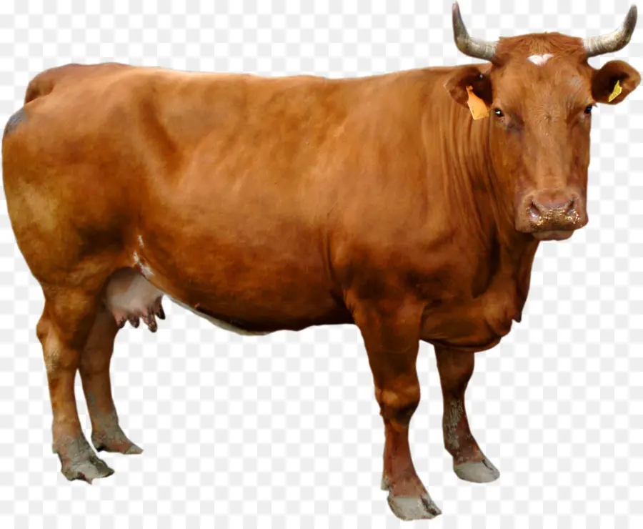 Banteng，Ternak PNG