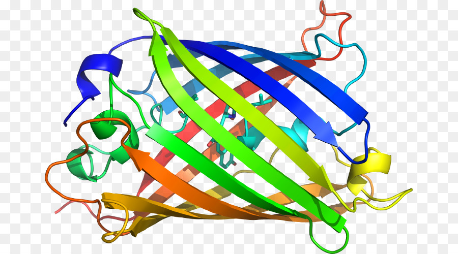 Struktur Protein，Biologi PNG