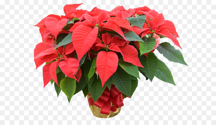 Poinsettia，Bunga PNG