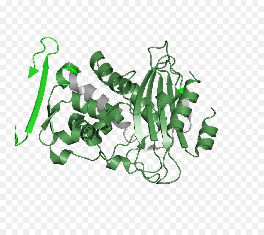 Struktur Protein Hijau，Biologi PNG