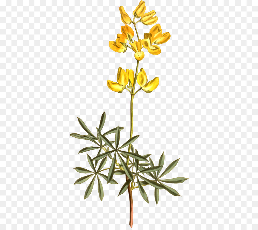 Kuning Bush Lupine，Kacang Kacangan PNG