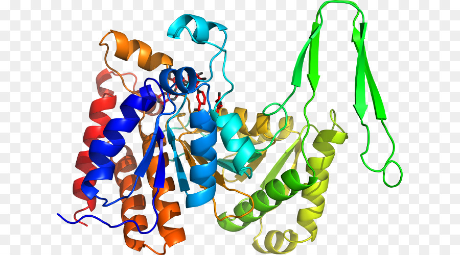 Struktur Protein，Molekul PNG