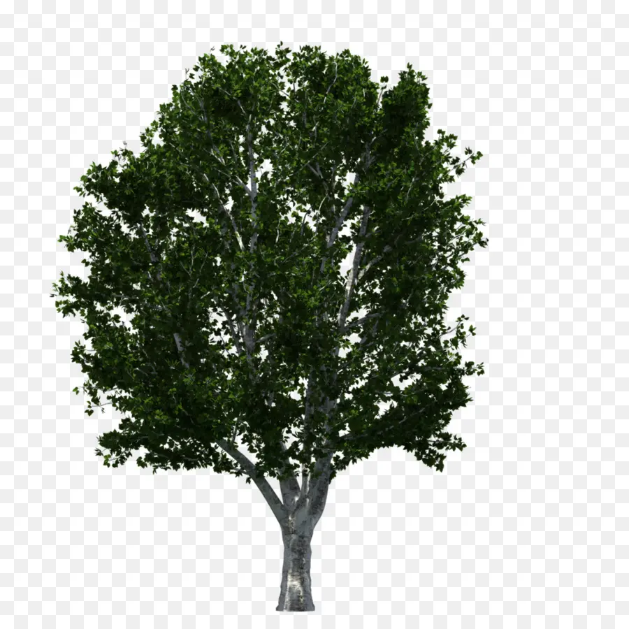 Pohon，Oak PNG