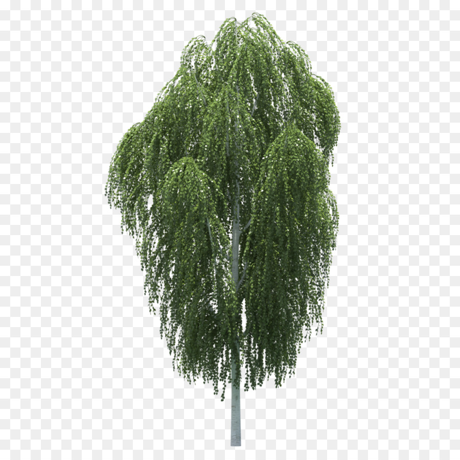 Pohon Willow，Daun Daun PNG