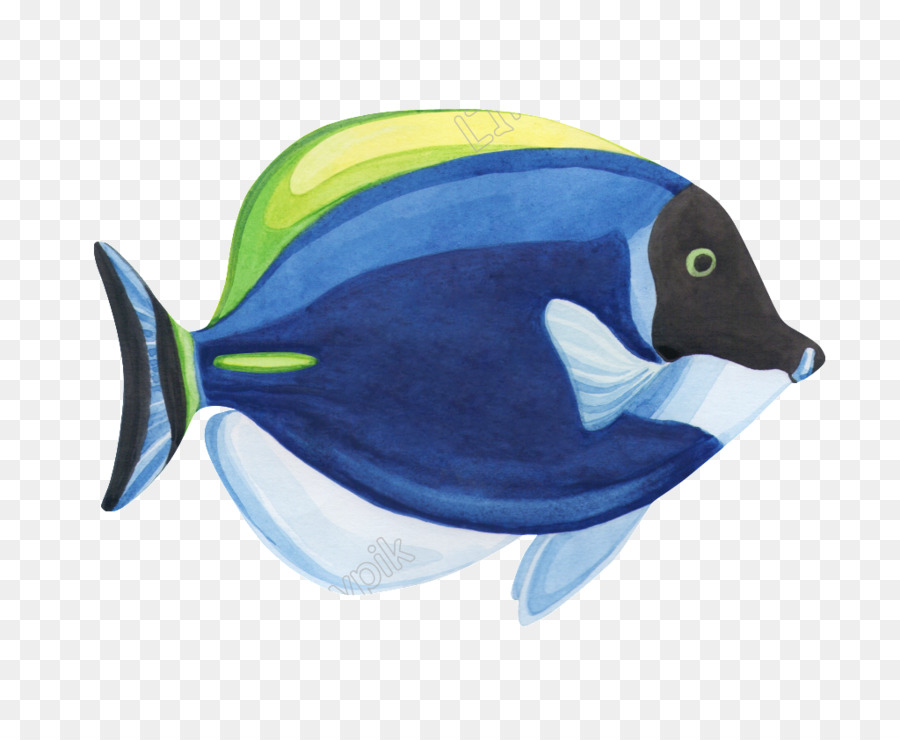 Ikan Biru，Ikan PNG