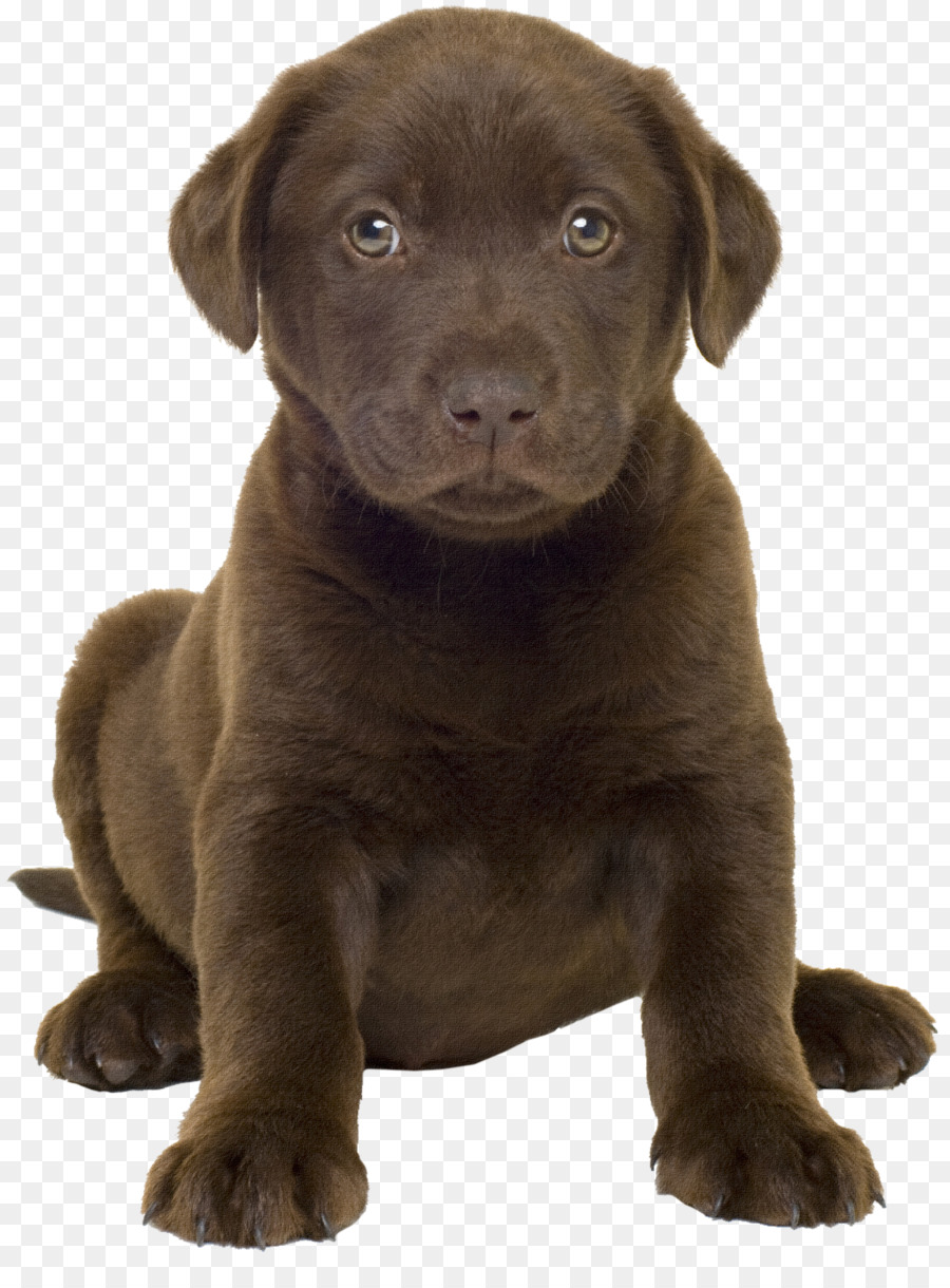 Labrador Retriever，Anjing PNG