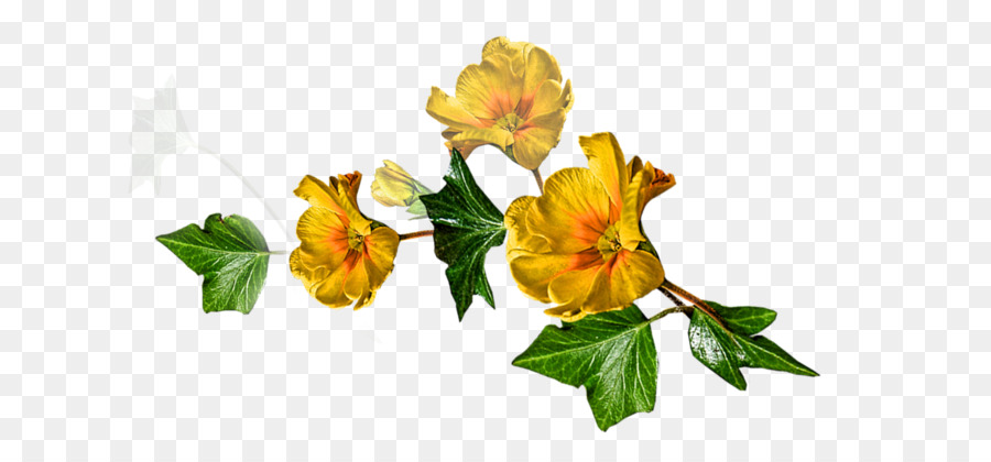 Alstroemeriaceae，Keluarga Mawar PNG