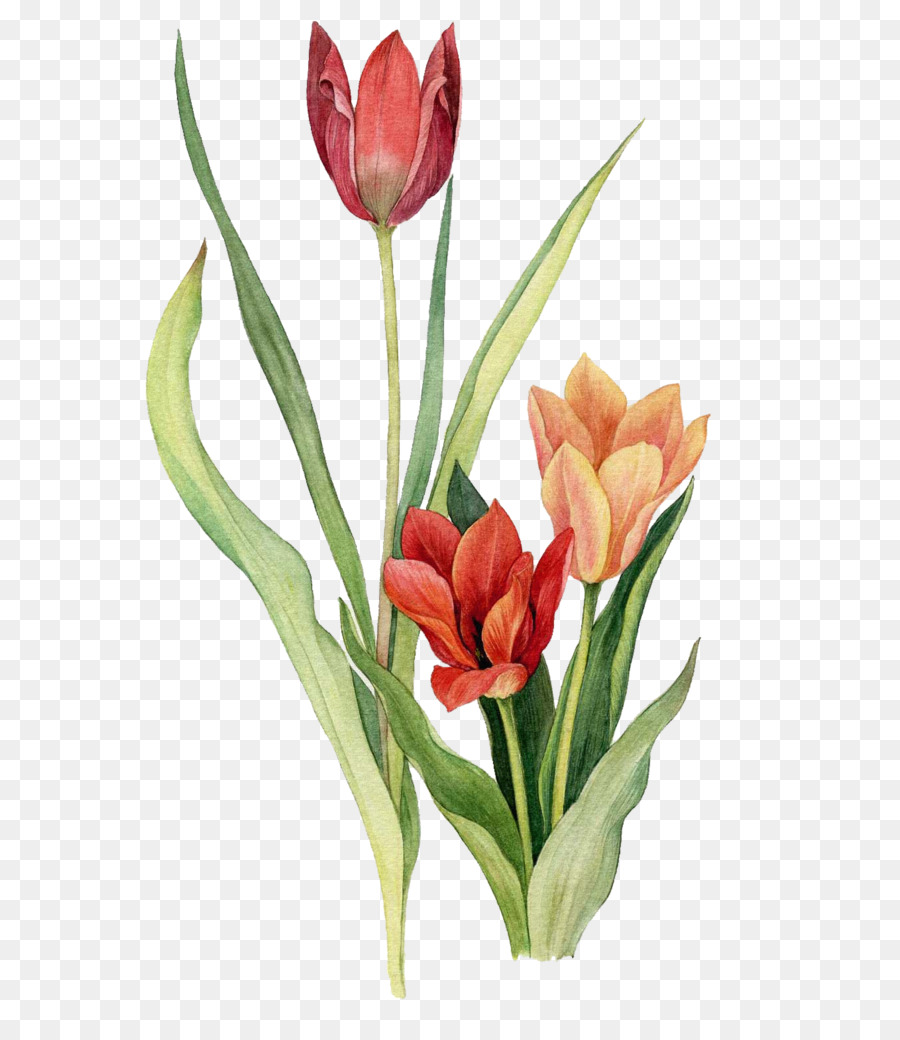  Tulip  Lukisan Cat Air Desain  Bunga  gambar png