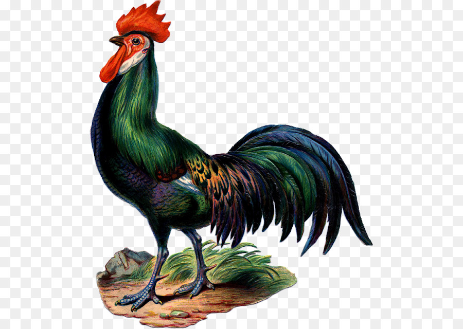 Ayam，Antik PNG