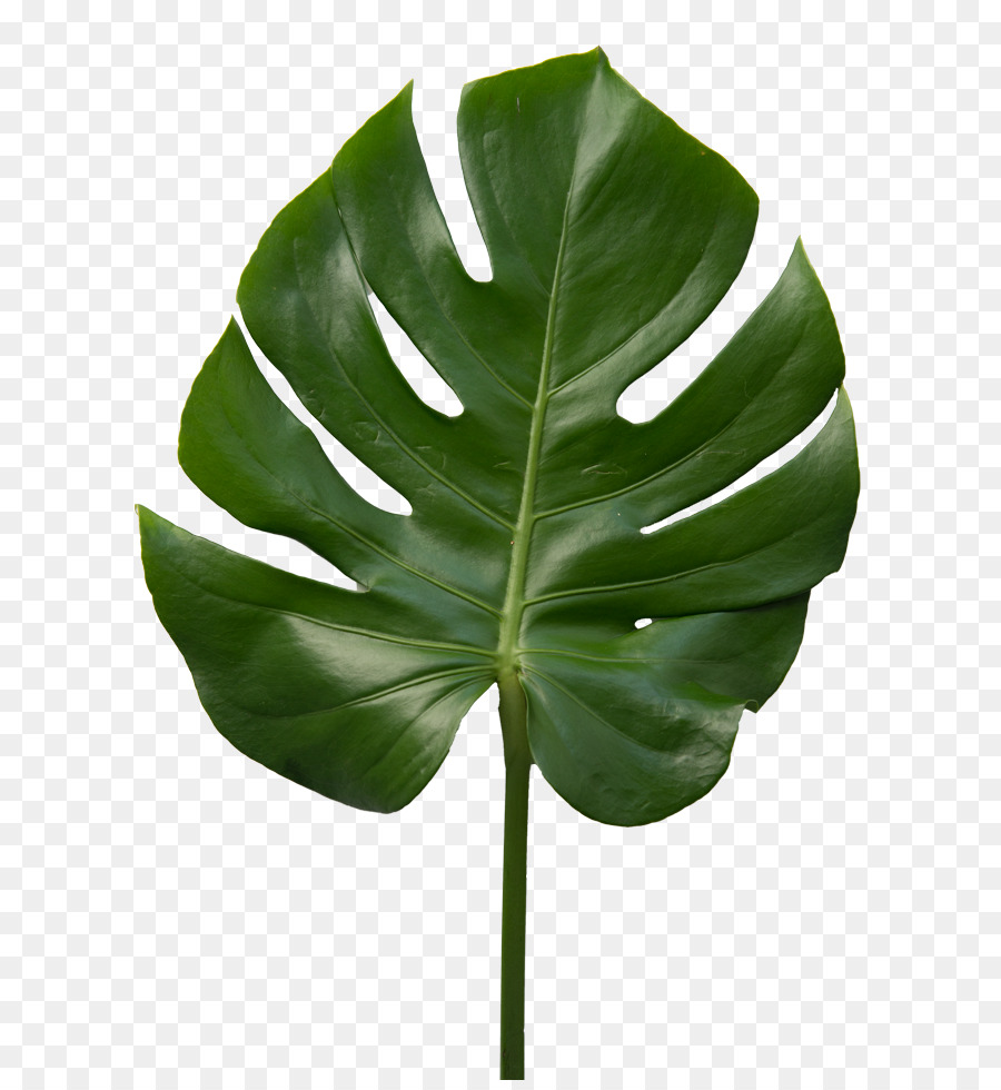 Daun Monstera，Tanaman PNG