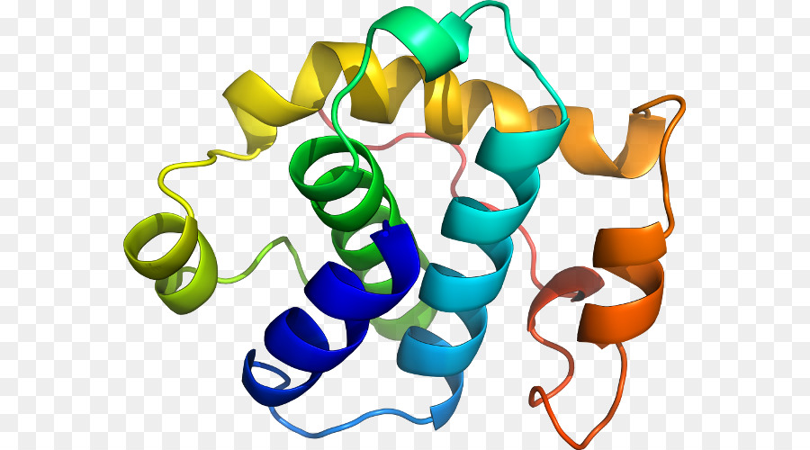 Protein，Molekul PNG