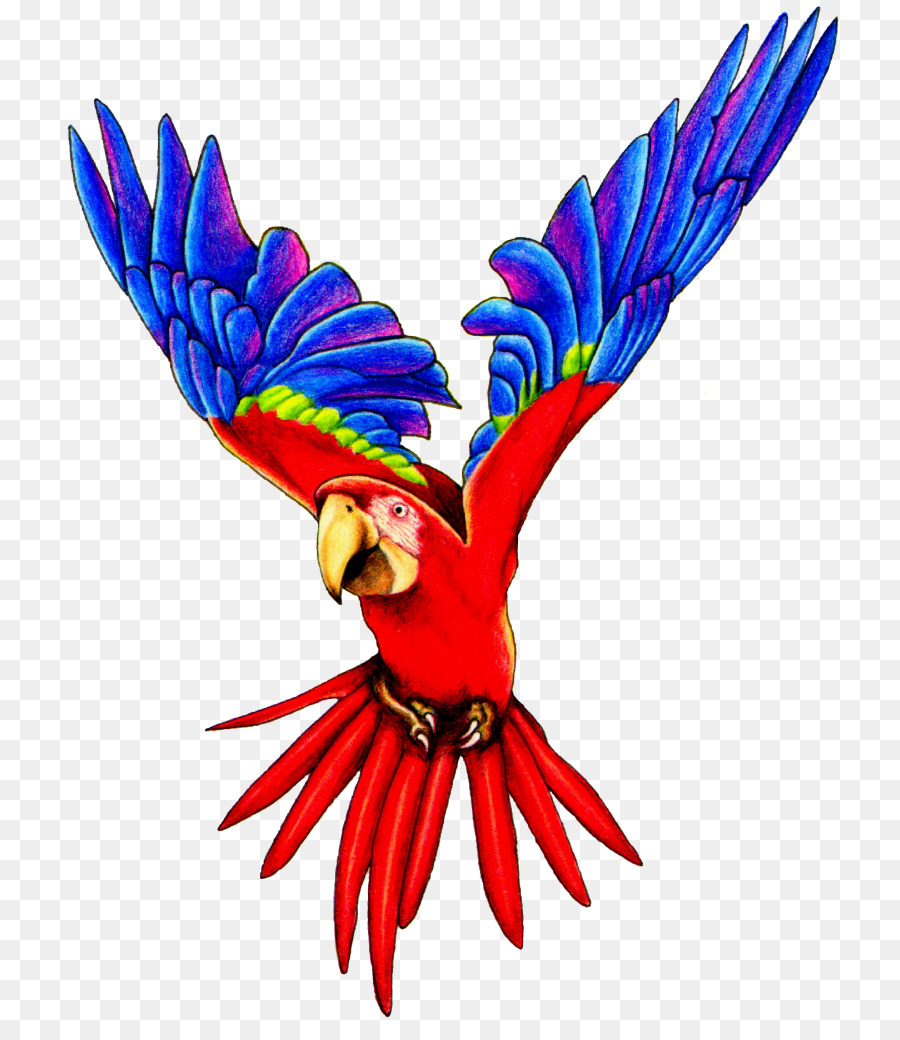 Terbang Burung Beo，Burung PNG