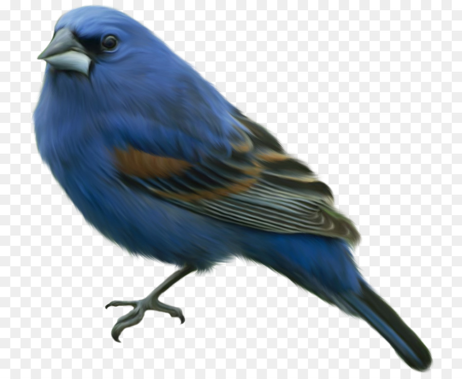 Blue Bird，Bulu PNG