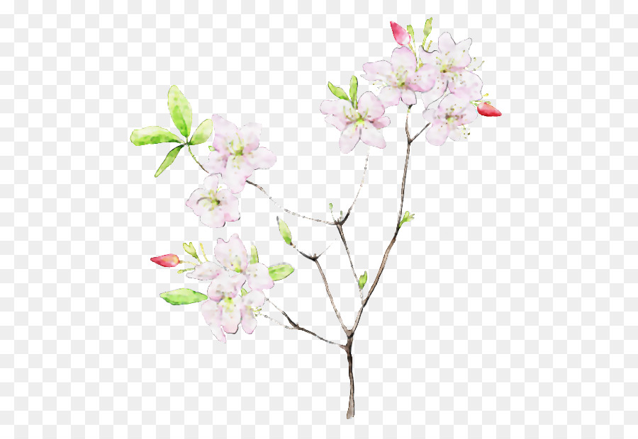 Bunga Sakura，Bunga PNG