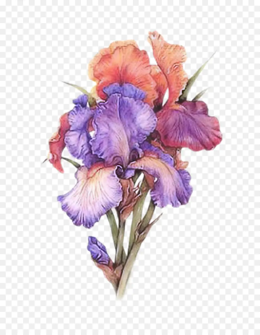Iris，Cat Air Bunga PNG