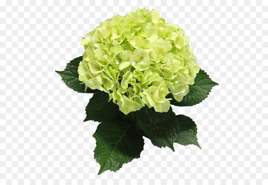 Hydrangea，Bunga Potong PNG