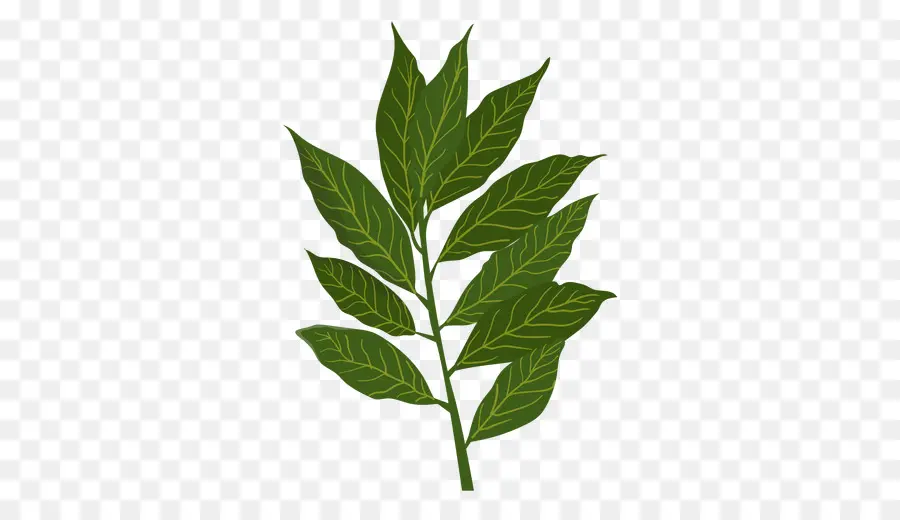 Daun Salam，Bay Laurel PNG