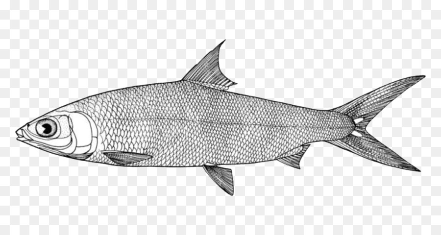 Ikan Bandeng New York City Gambar Gambar Png