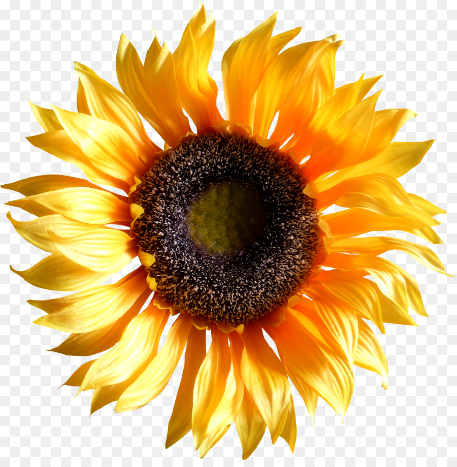 Umum Bunga Matahari，Gambar PNG