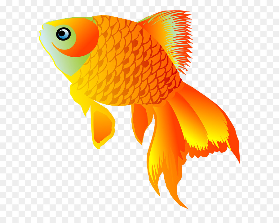  Ikan  Mas Gambar Animasi  gambar png