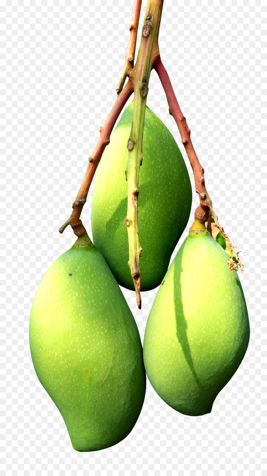 Mangga Hijau，Tropis PNG