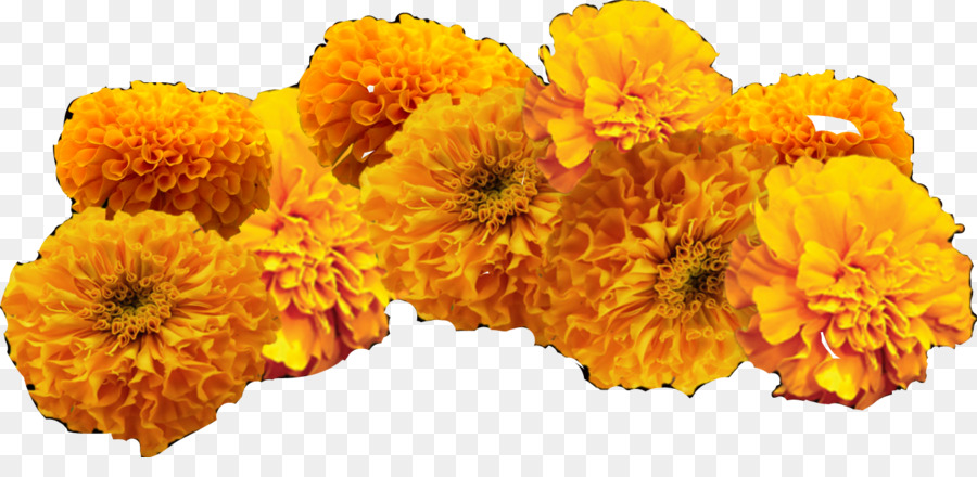 Bunga Marigold，Oranye PNG