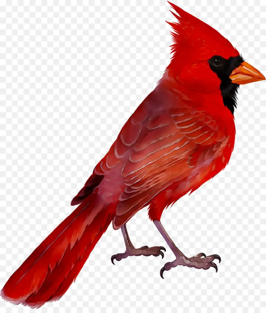 Burung Merah，Kardinal PNG