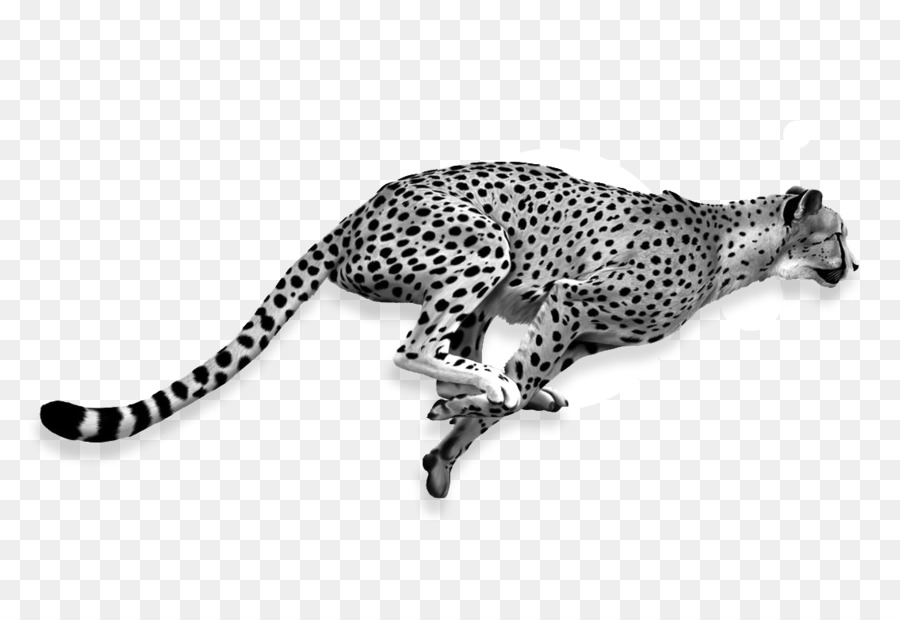 Sepatu Cheetah，Singa PNG