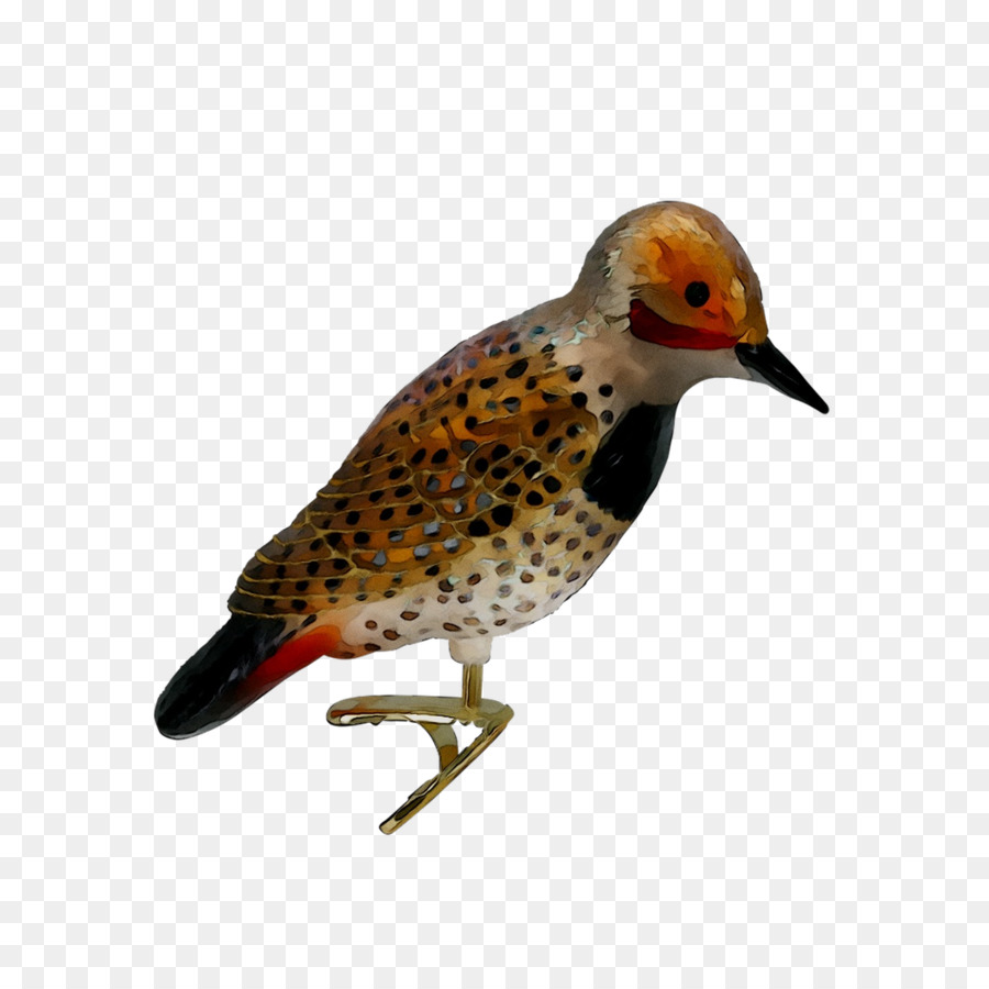 Burung Pelatuk，Bulu PNG