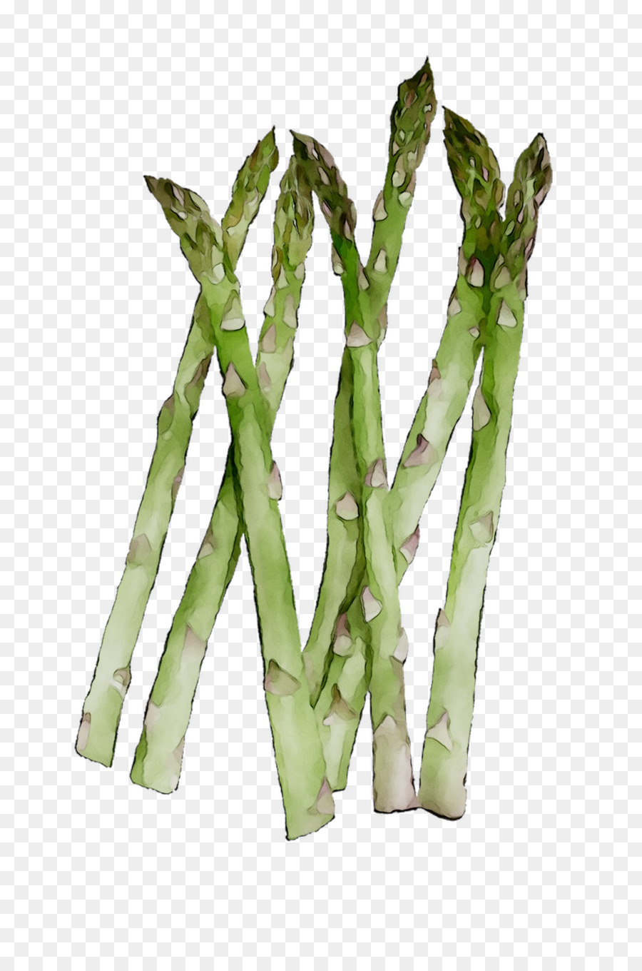 Asparagus，Hijau PNG