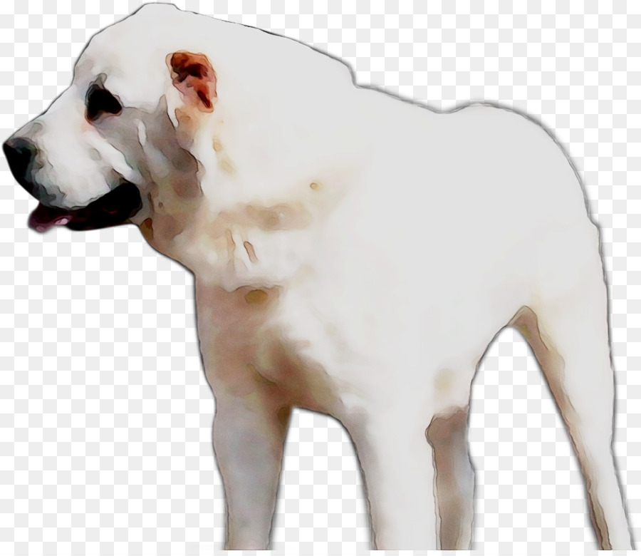 American Bulldog，Dogo Argentino PNG