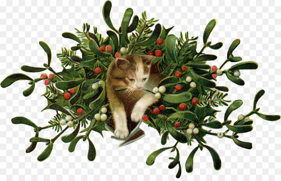 Kucing，Mistletoe PNG