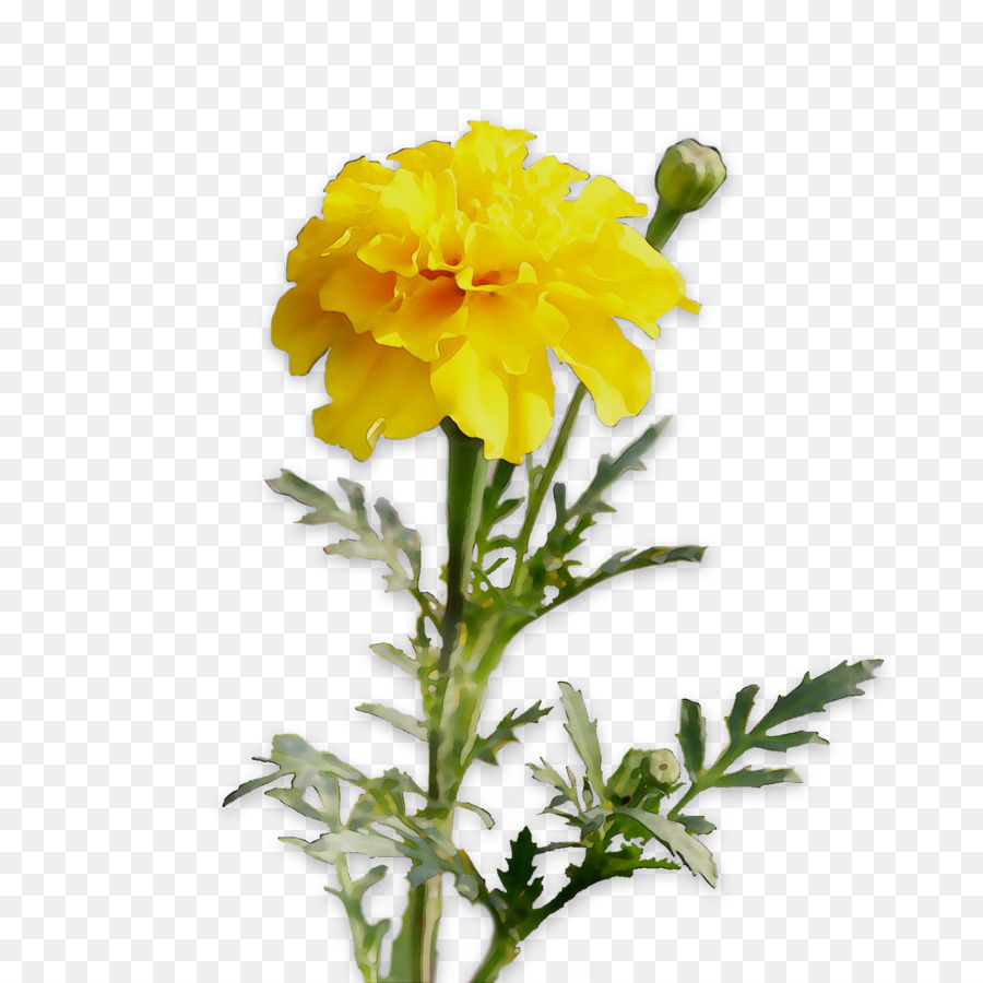 Bunga Kuning，Dahlia PNG