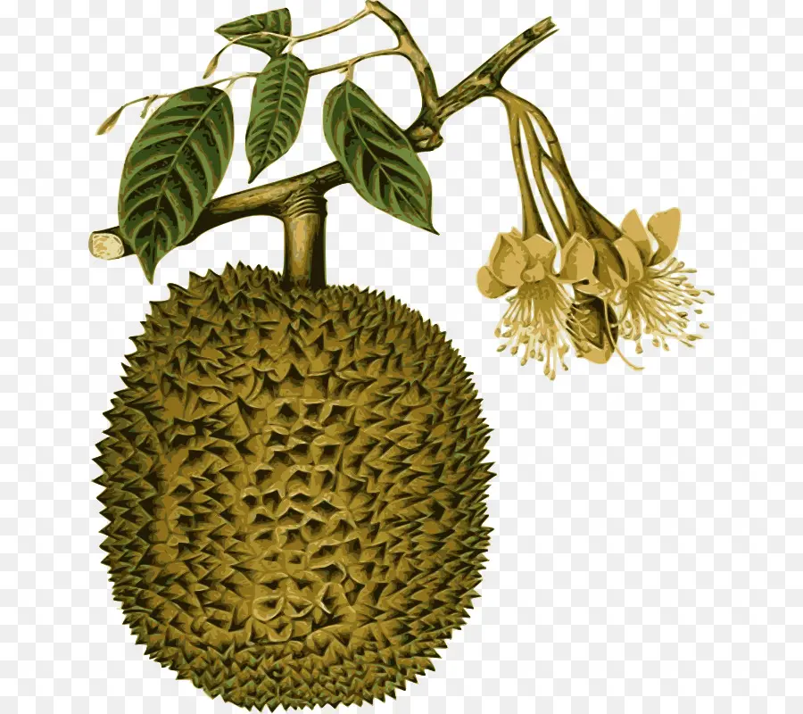 Buah Durian，Pohon PNG