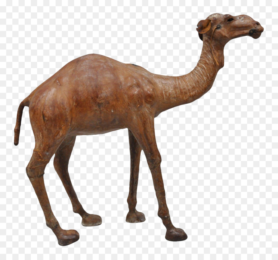 Dromedary，Piramida Khafre PNG