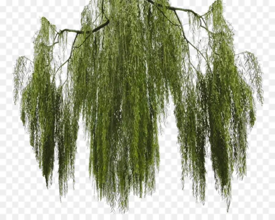 Willow Menangis，Cabang PNG