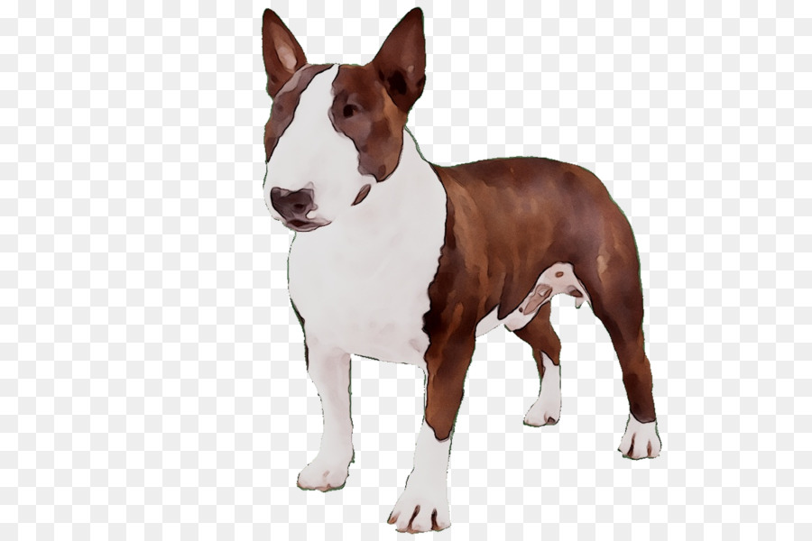 Anjing，Peliharaan PNG