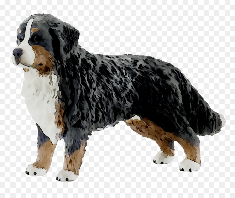 Bernese Mountain Dog，Anjing Berkembang Biak PNG