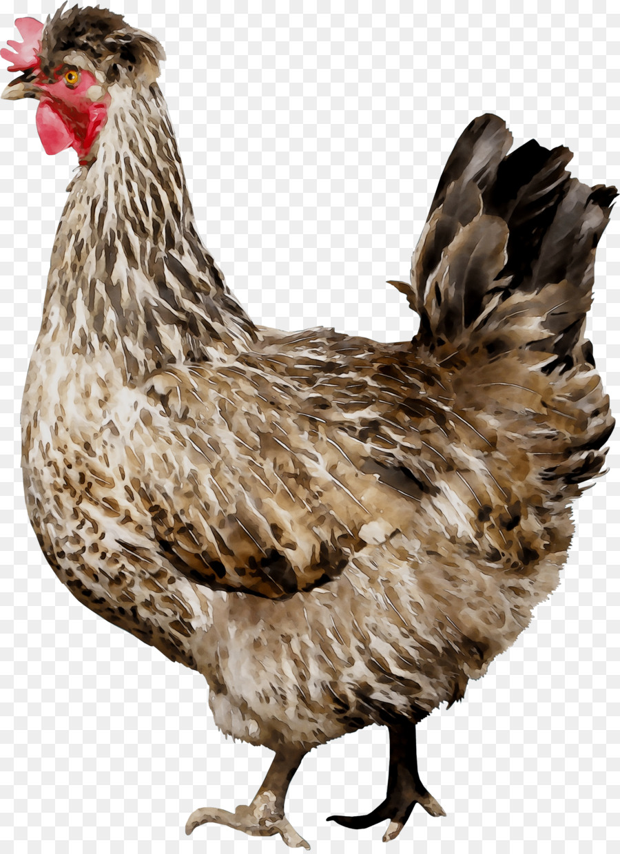 Ayam，Ayam Sebagai Makanan PNG
