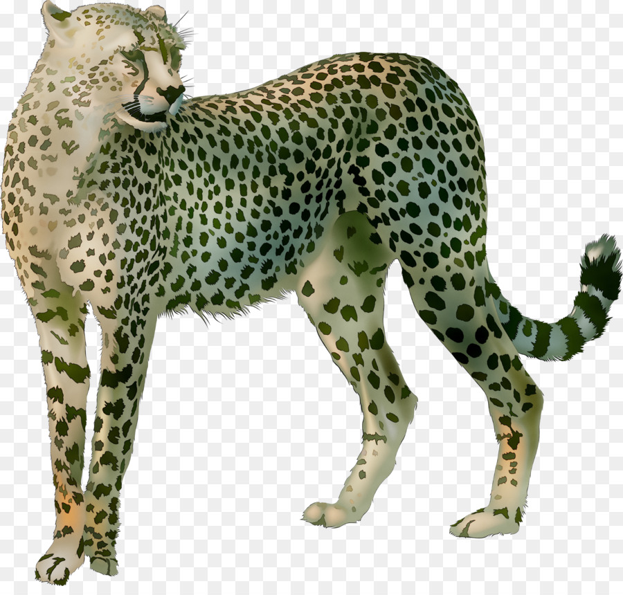 Cheetah，Bintik Bintik PNG