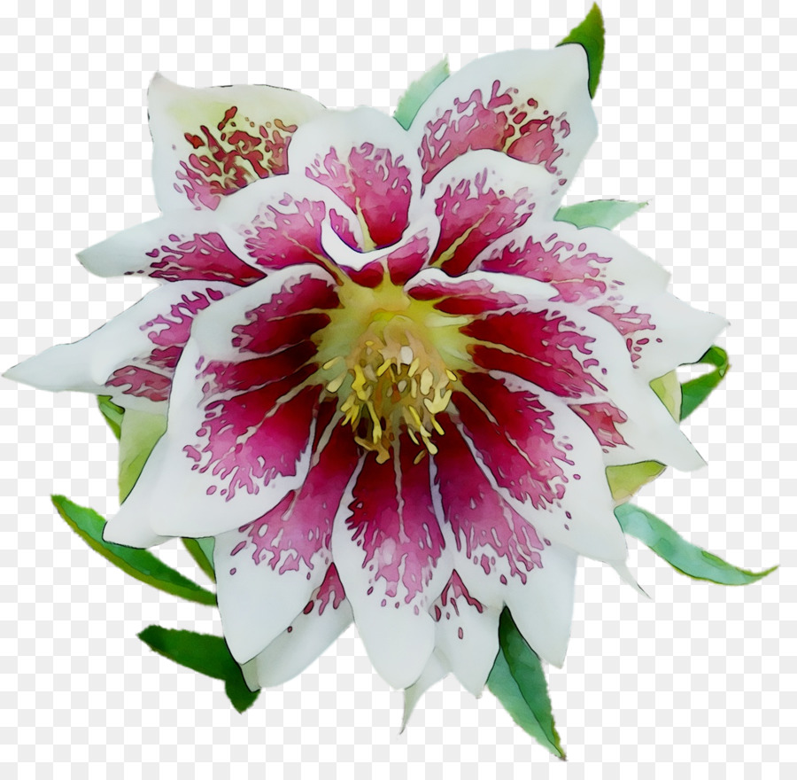 Epiphyllum，Bunga Potong PNG